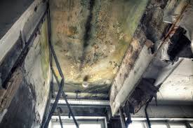 Why You Should Choose Our Mold Remediation Services in Blandon, PA